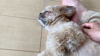 チワシーむぎ「とろける表情♡ 目でマッサージを催促する子犬」