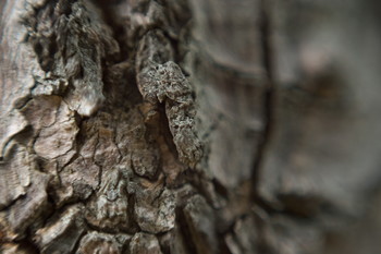 150828-05-tree-macro.jpg