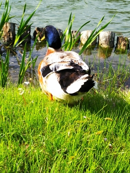 T松の池の鴨