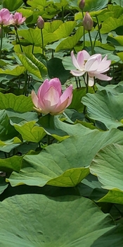 五郎沼の蓮の花