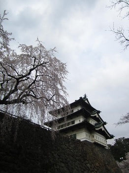弘前城桜まつり・濠下から2015.jpg