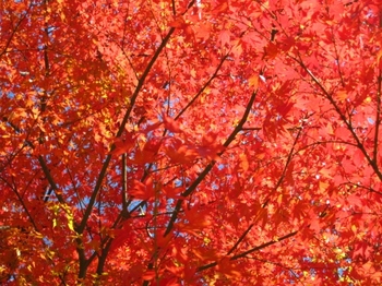 岩手公園の紅葉