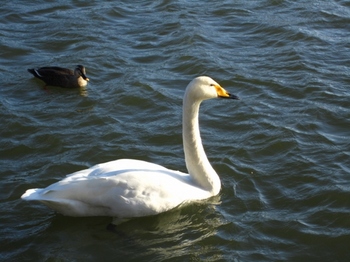T松の池の白鳥