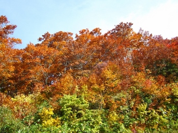 岩木山の紅葉
