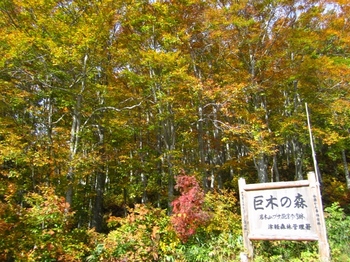 青森県岩木山巨木の森