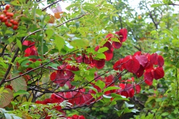 栗駒山紅葉