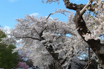 小岩井農場の桜並木