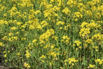 満開の菜の花