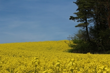 満開の菜の花