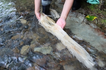 シナノキ(マダ)の繊維を川で洗う