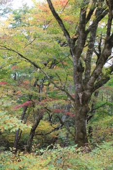 黒森山の紅葉