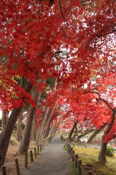 中央公民館の紅葉2016