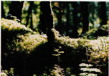 秋の八ヶ岳の森2002年