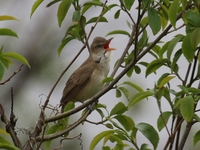 761A0008オオヨシキリ.JPG