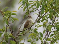 761A0011オオヨシキリ.JPG