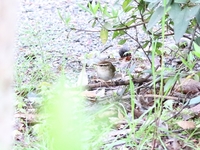 761A0062ヤブサメ.JPG