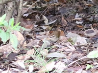 761A0068ヤブサメ.JPG