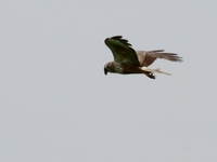 761A0076チュウヒ.JPG