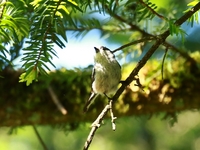 761A0542エナガ幼鳥.JPG