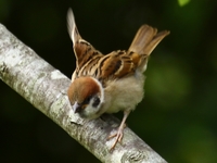 761A1124スズメ幼鳥.JPG