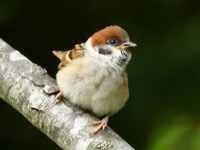 761A1127スズメ幼鳥.JPG