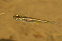 761A1398クロメダカ.JPG