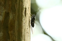 761A2405ツクツクボウシ雄.JPG