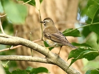 761A3379マミチャジナイ幼鳥.JPG