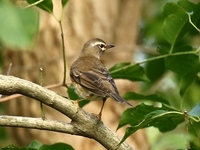 761A3390マミチャジナイ幼鳥.JPG