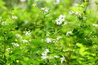 761A3786ヨメナ.JPG