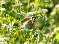 761A4372スズメとソバの花.JPG