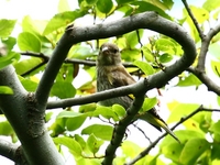 761A4775カワラヒワ幼鳥.JPG