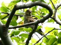 761A4777カワラヒワ幼鳥.JPG