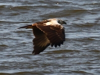761A5166チュウヒ.JPG