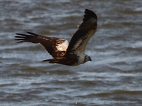 761A5171チュウヒ.JPG