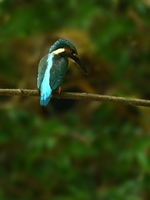 761A5963カワセミ幼鳥.JPG
