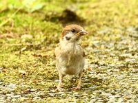 761A5977スズメ幼鳥.JPG