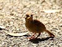 761A6080スズメ幼鳥.JPG