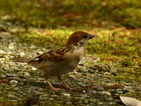 761A6117スズメ幼鳥.JPG