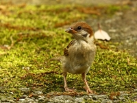 761A6120スズメ幼鳥.JPG