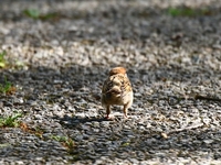 761A7385スズメ幼鳥.JPG