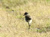 761A7592ケリ幼鳥.JPG