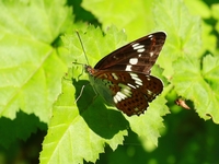 761A9538イチモンジチョウ.JPG