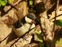 761A9543シジュウカラ幼鳥.JPG