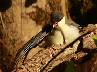 761A9599シジュウカラ幼鳥.JPG