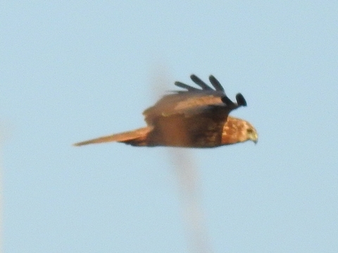 DSCN2705チュウヒ.JPG