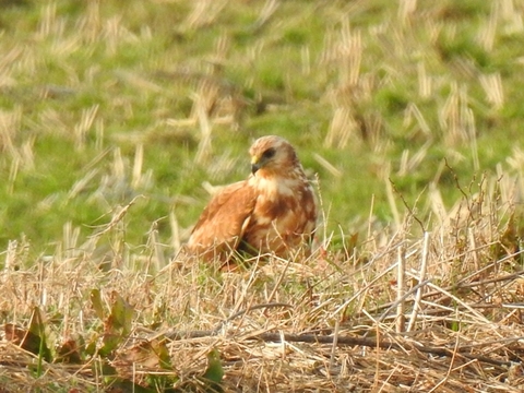 DSCN4411チュウヒ.JPG
