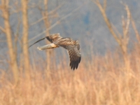 DSCN4430チュウヒ.JPG