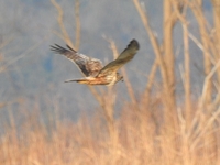 DSCN4431チュウヒ.JPG