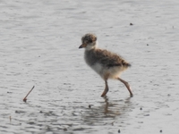 DSCN5499ケリ幼鳥.JPG